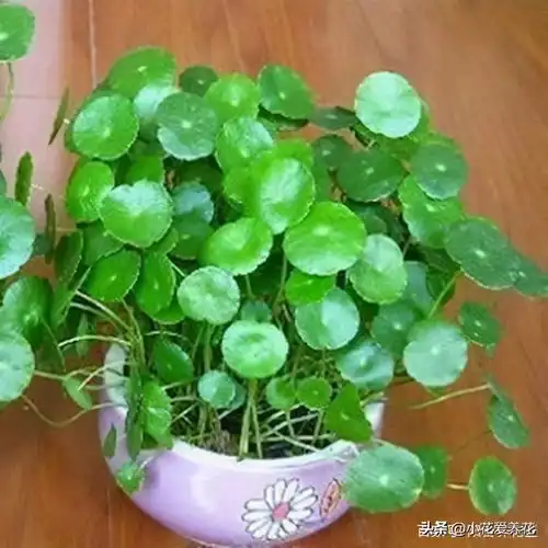 寓意旺财的3种植物,在家里养1盆,日子越过越有劲