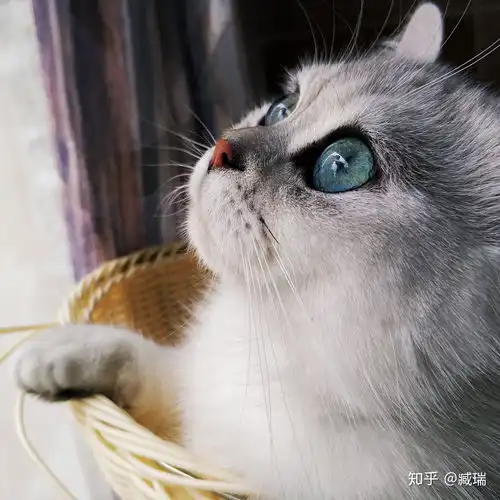 这支猫是纯美短吗感觉像美短串加菲猫