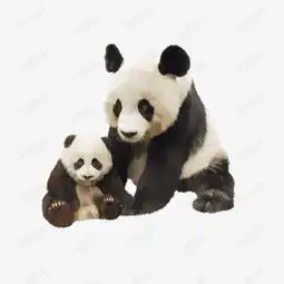 两只大熊猫素材图片免费下载高清png千库网图片编号8264688