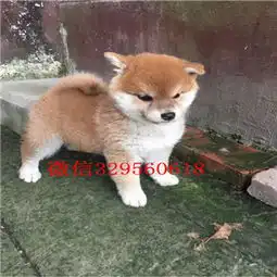 包头哪里有卖纯种柴犬柴犬图片双血统柴犬赛级柴犬宝宝