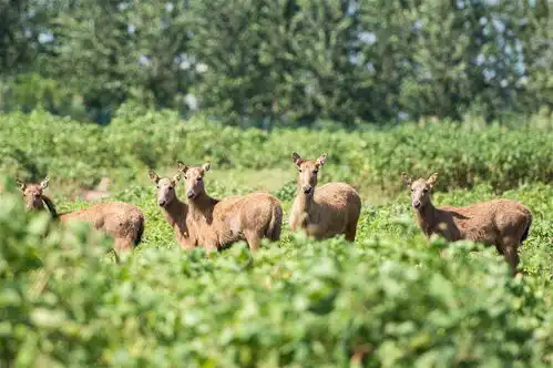 探访东洞庭湖麋鹿和鸟类救治避难中心