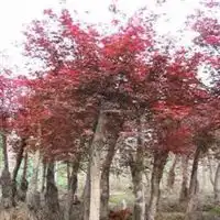 雪松黑松龙柏沭阳县绿叶花木园第71页