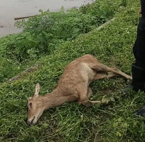 绿野寻踪从南洞庭湖闯进堤垸的麋鹿幼崽,被村民接力救助