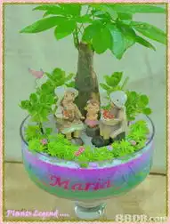 园艺及盆栽plantslegend心思礼品订做既富生命力又具创意之精品彩砂组合盆栽鲜花及礼篮