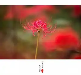 彼岸花,开彼岸