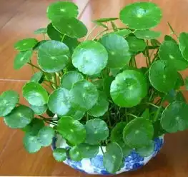 测试一个超长简介的文章