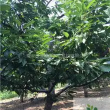 水生花卉植物梭鱼草海寿花池塘绿化美观可盆栽挺水植物湿地专用-黄页88网