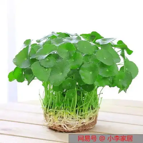 5种花,一年生一窝,新手都能养爆盆,谁养谁赚种球芦荟铜钱草朱顶红虎皮兰多肉植物网易订阅