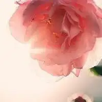 玫瑰花头像清新淡雅唯美好看红玫瑰花头像图片