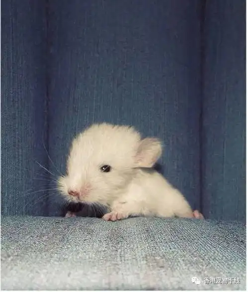 小耳朵,长胡须,可爱的小龙猫能不能融化你的心