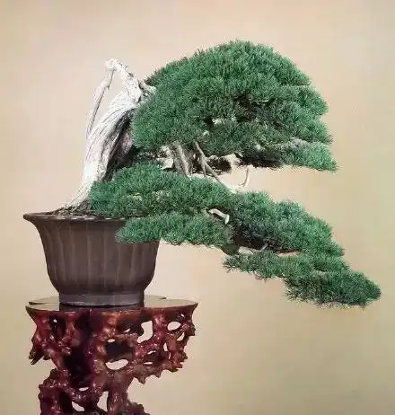 测试一个超长简介的文章