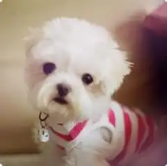 小狗qq头像带字qq头像小狗