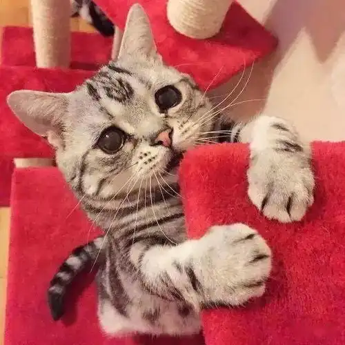 养猫半年,猫主子对我爱搭不理猫咪不粘人,怎么办
