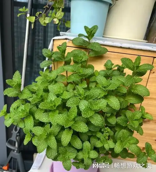 浇不死的9种花,最适合勤快人养,天天浇水,越长越旺绿萝铜钱草马蹄莲富贵竹龟背竹多肉植物网易订阅