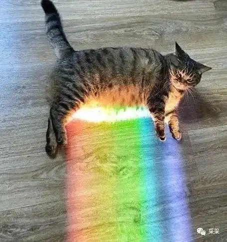 萌猫合集噬元兽压塌彩虹桥