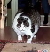 我承认,这些猫把我笑惨了