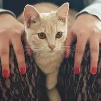 黑猫抱白猫头像微信头像图片大全