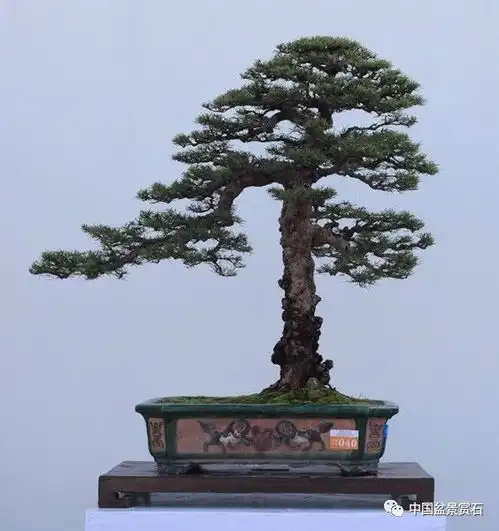 国庆长假你堵在出行的路上了吗或许这些盆景对你有所帮助