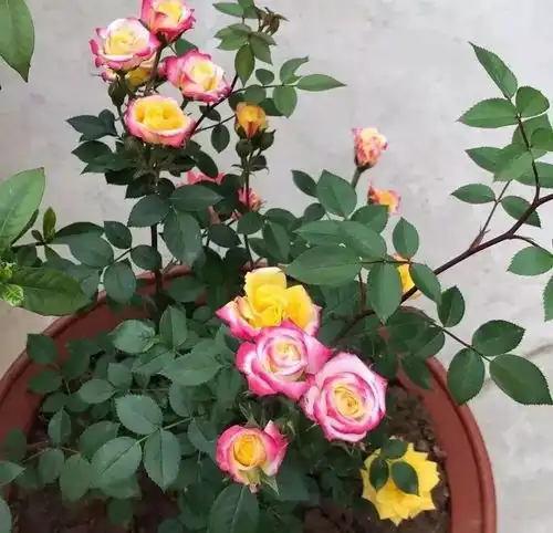 给花浇点废水,虫子一碰就丧命,花朵猛开刹不住