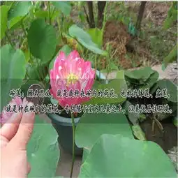 碗莲种子四季播种水培植物荷花种子