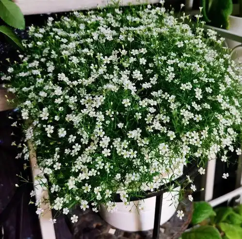 盆栽满天星的养护技巧有2个,花朵繁多开成花球简单美好