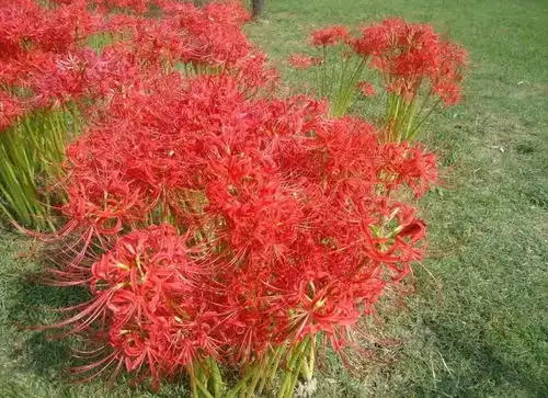 金陵群芳地图,让你觅得一个美炸的金秋