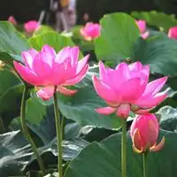 水生植物碗莲花碗莲种子红艳三重天荷花种子指导价水生植物碗莲花碗莲种子红艳三重天荷花种子厂商水生植物碗莲花碗莲种子红艳三重天荷花种子厂商图尽在农苗网