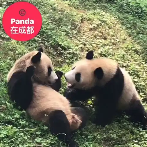 好兄弟就是要一起滚下坡论两只小团子的友谊