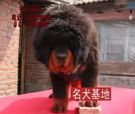 狮头红色藏獒图片红獒幼犬图片红獒生小狗红獒精品母藏獒