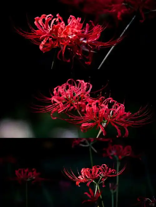 杭州九月,曼珠沙华2lu摄影彼岸花