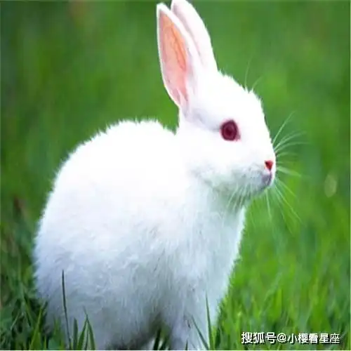3月中旬到3月下旬,财运亨通,事业顺利,被人关爱,日子甜甜蜜蜜的四属相