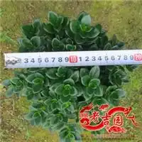 盆栽草本花卉农苗网