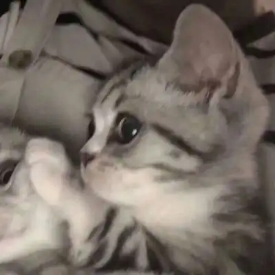 可爱又萌的小猫咪来了,动物搞笑情侣头像