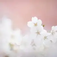 用桃花做头像的女人微信头像图片大全