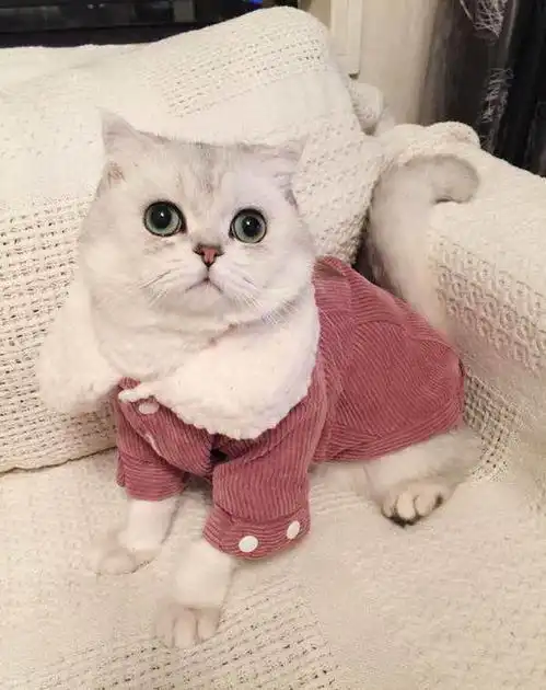 遇上爱打扮的铲屎官,爱给英短猫穿衣服