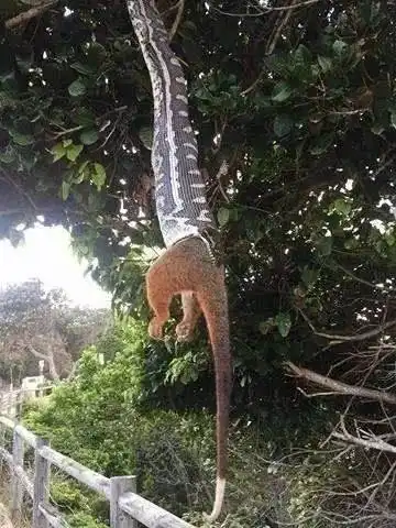 50张恐怖图片,让你瞠目结舌的澳洲