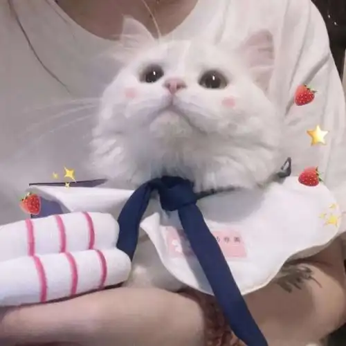 情人节发给你家先生的文案