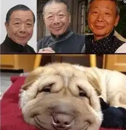 猫界的李荣浩爆红网友笑翻说根本就是李荣浩