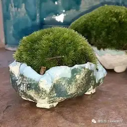 养一盆青苔,禅意清远