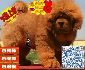 藏獒多少钱哪里有卖藏獒的