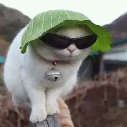 那些不走寻常路的猫咪们,看到最后一个我再也忍不住了