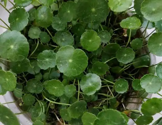 尽管铜钱草好养,日常7点不能忽略,新手3点要关注
