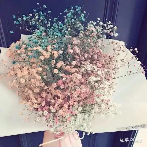 满天星的鉴赏养护以及插花制作