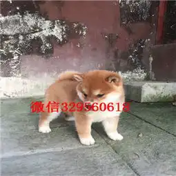 包头哪里有卖纯种柴犬柴犬图片双血统柴犬赛级柴犬宝宝