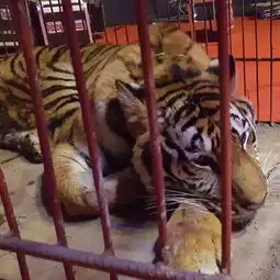 榆次东外环惊现大型猛兽竟惹众人围观