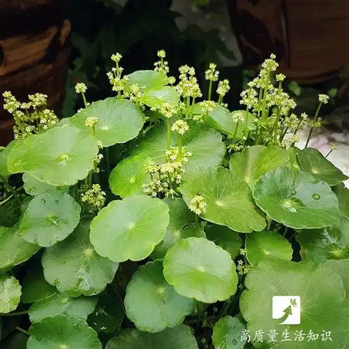 水培植物就养这六种,好看旺家,家人都喜欢