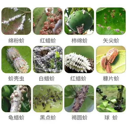 40噻嗪酮蚧壳虫药介壳虫专用药多肉花卉柑橘果树通用农药杀虫剂