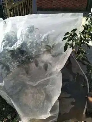 秋冬天冷,怎么保全植物盆栽通过这些途径御寒就好了