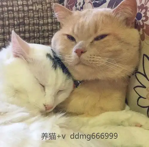 狸花猫和中华田园猫的区别