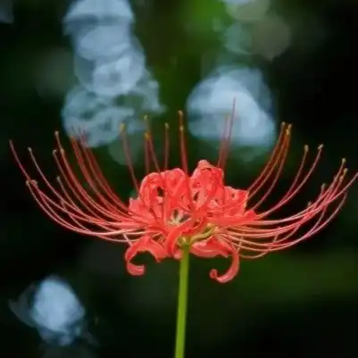 情诗星星的思念彼岸花